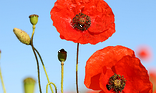 Poppies