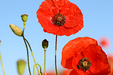Poppies
