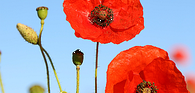 Poppies