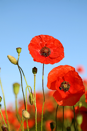 Red poppy flowers
