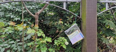 Redcar book fairy 2.jpg