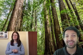 The Forest (BSL)