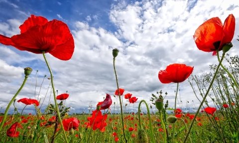 field of poppies