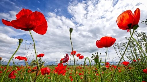 A field of poppies