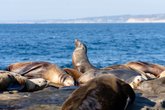 pexels-photo-12017931 seal