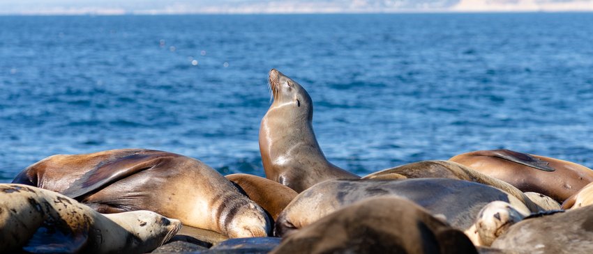 pexels-photo-12017931 seal